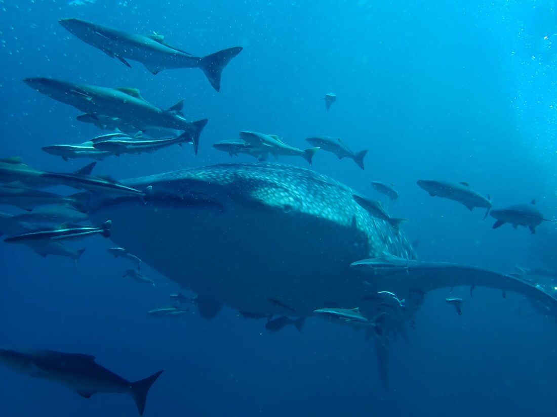 Migliori tours alle isole similan