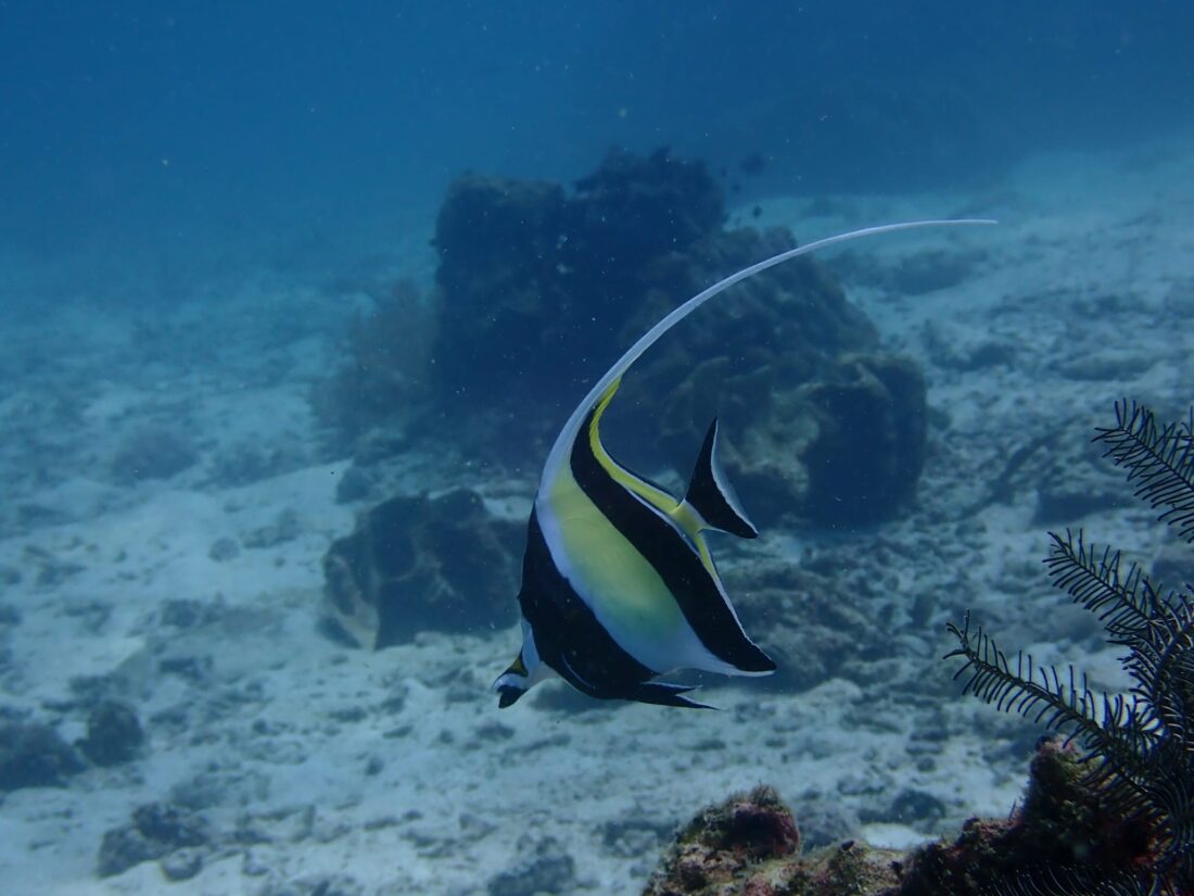 IMMERSIONI SIMILAN ISLAND