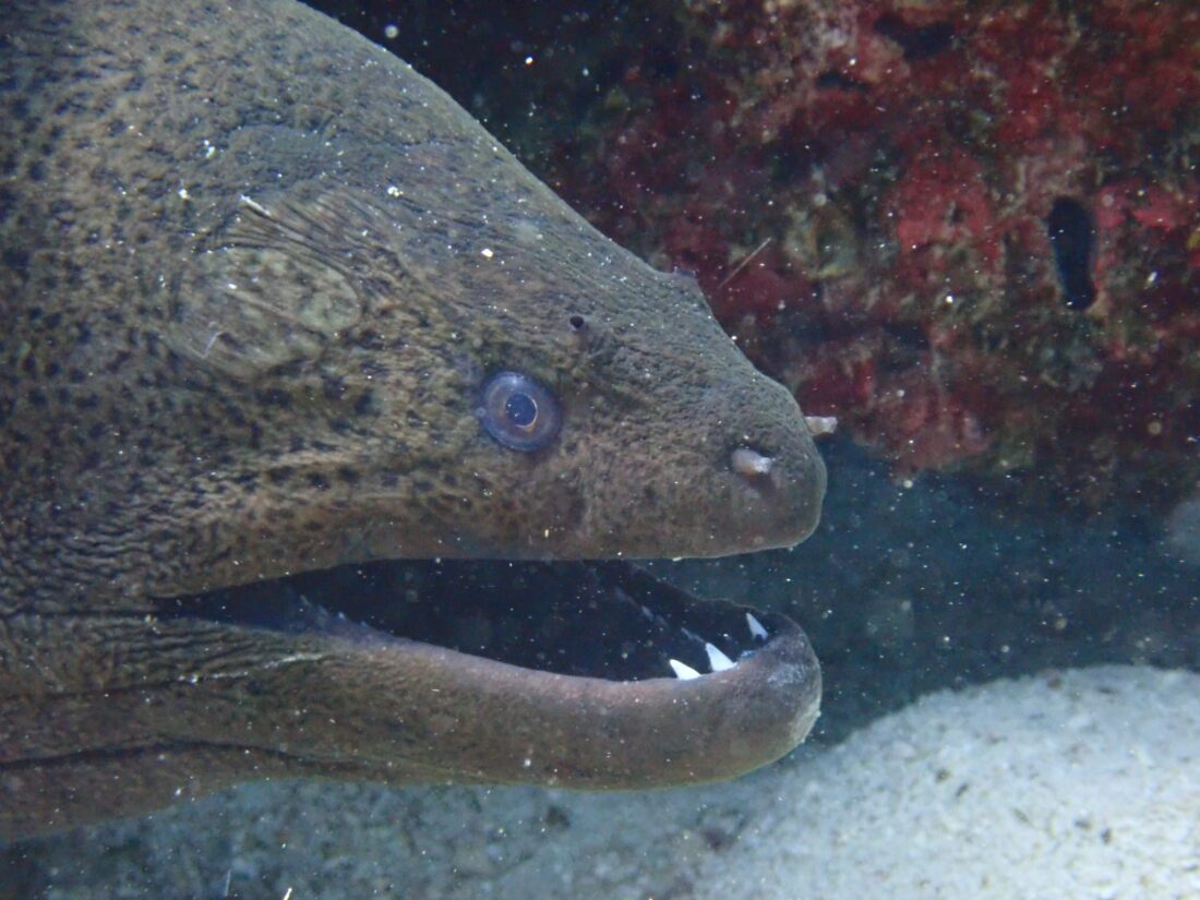 IMMERSIONI SIMILAN ISLAND