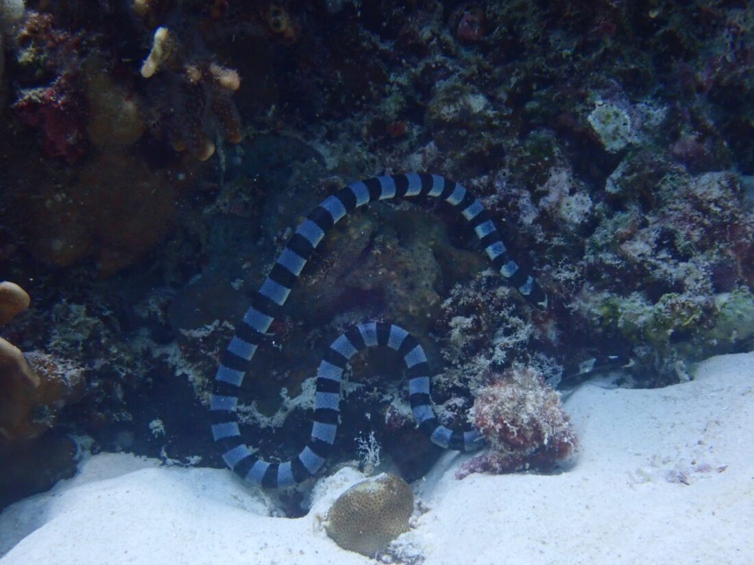 IMMERSIONI RAYA ISLAND