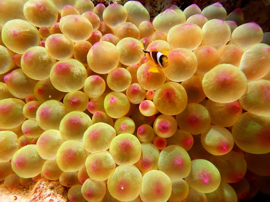 4bac7f4a73d5235c214d2ed81ff16016_mar-rosso-sub-anemone-pesce-pagliaccio