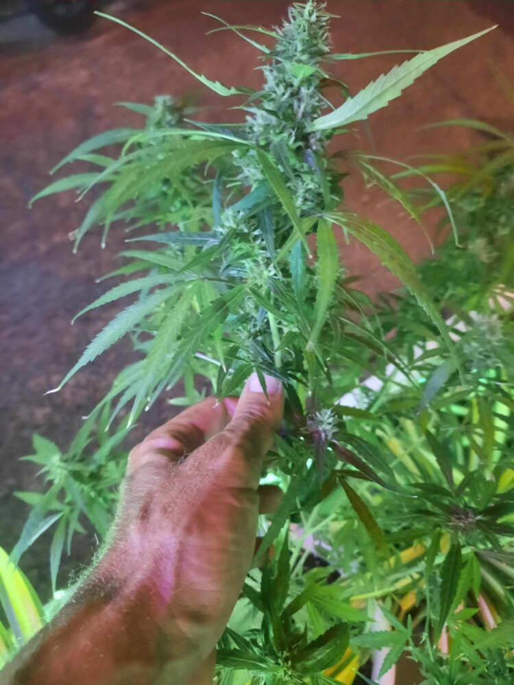 BEST CANNABIS SHOP IN PHUKET buy weed coffee shop