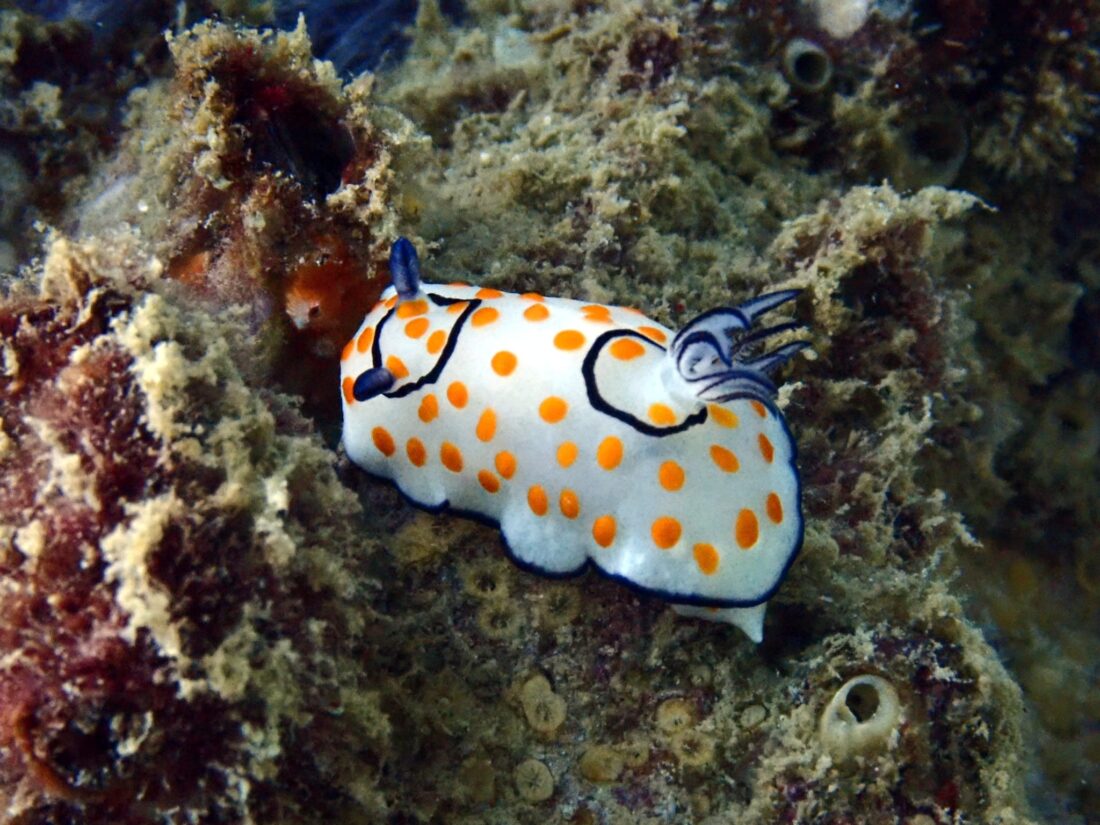 corsi diving immersioni a Phuket